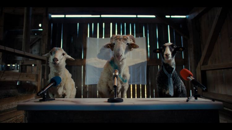 SHEEP